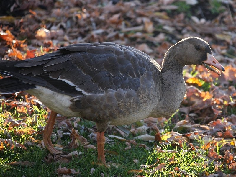 Greater White-fronted Goose - ML610633270