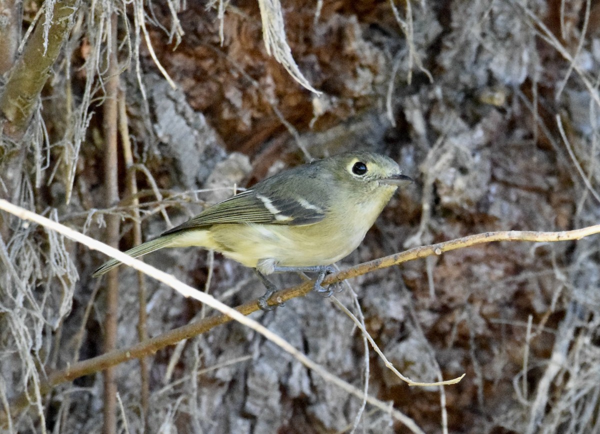 Vireo de Hutton - ML610633286