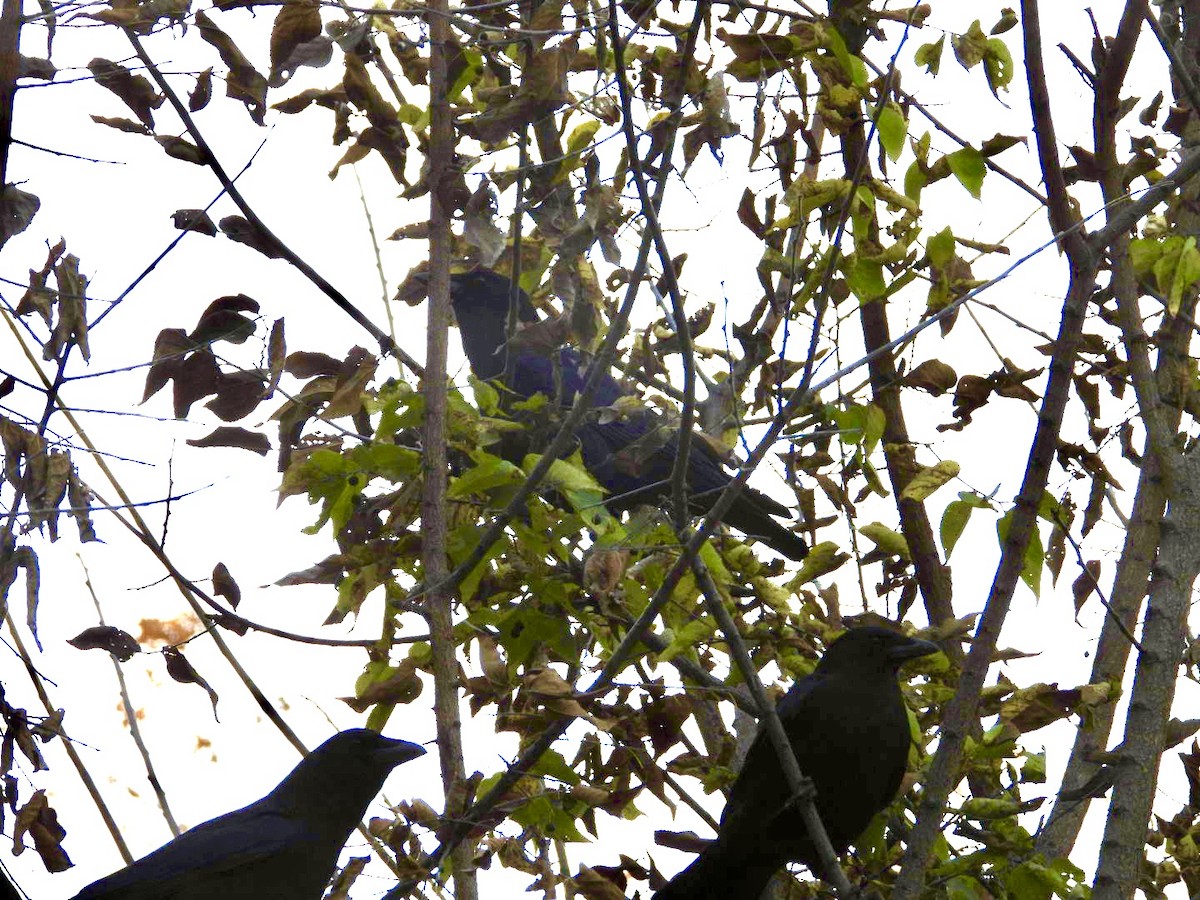 American Crow - ML610633324