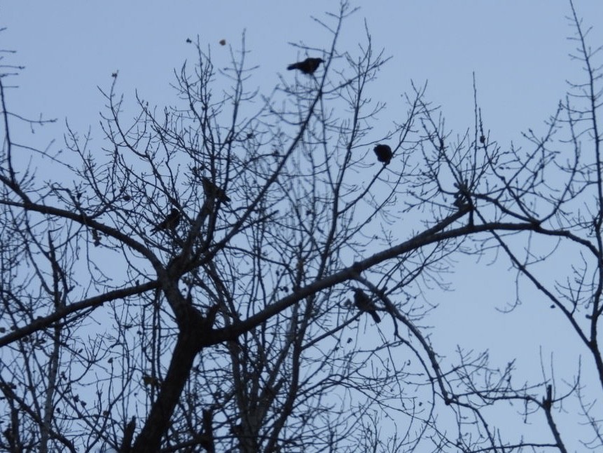 American Crow - ML610633325