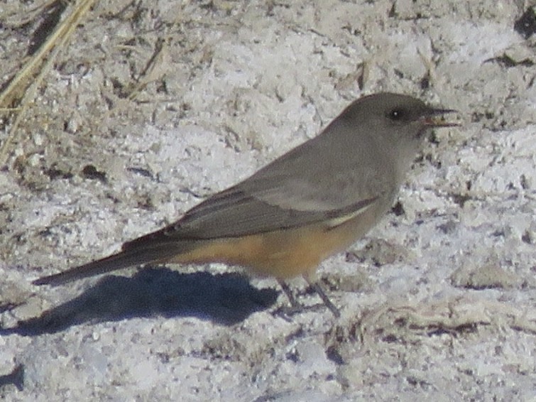 Say's Phoebe - ML610633461