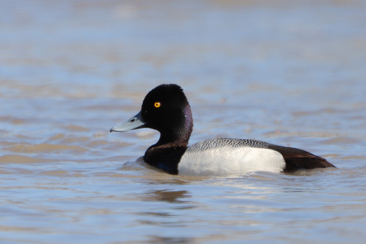 Lesser Scaup - ML610633498