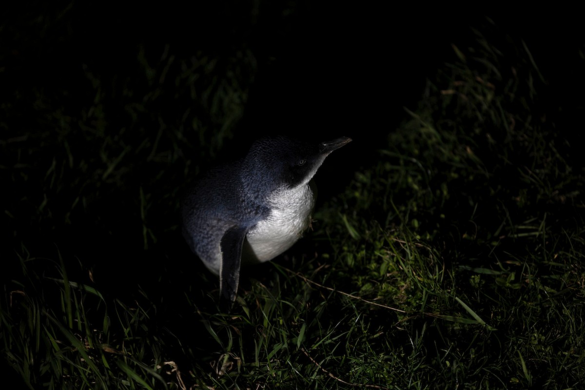 Little Penguin - Alicia MacLeay