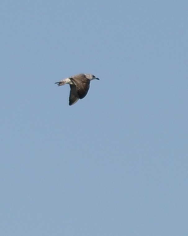 Gaviota Patiamarilla - ML610633540