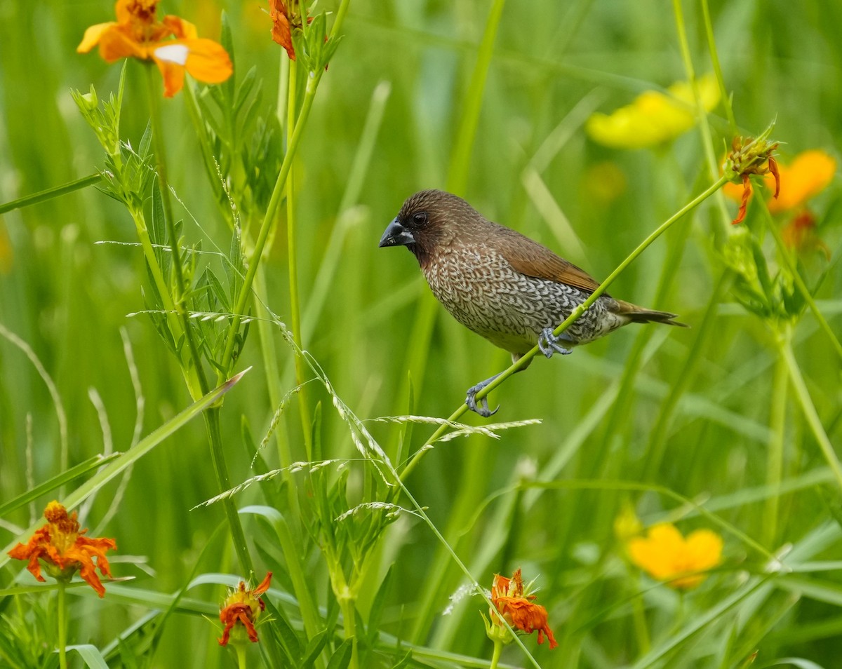 Scaly-breasted Munia - ML610633589