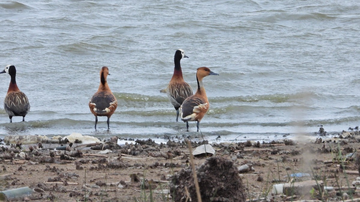 Fulvous Whistling-Duck - ML610633611
