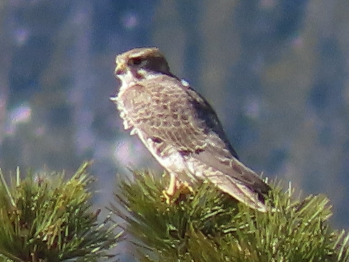 Prairie Falcon - ML610633764