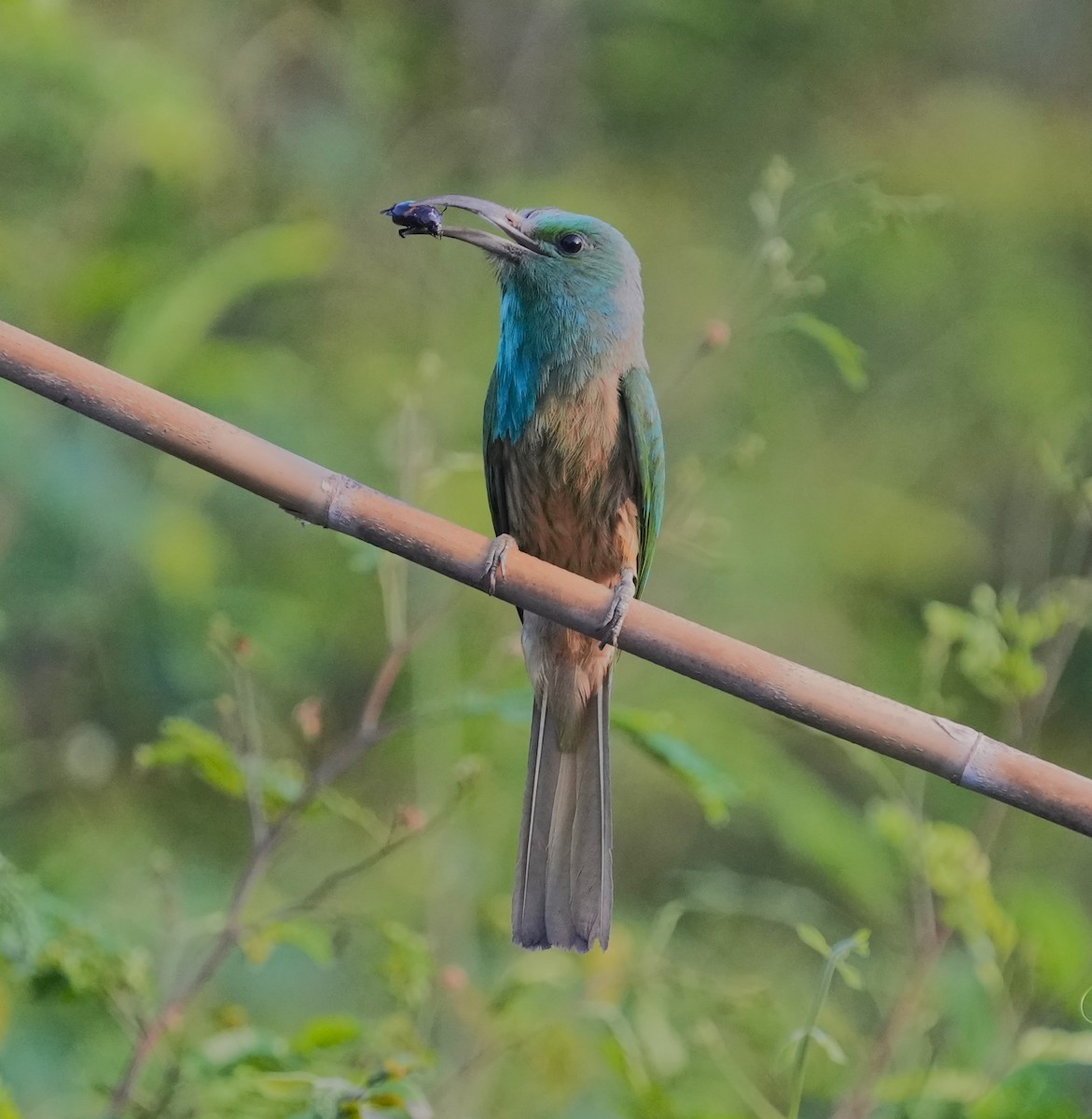Blue-bearded Bee-eater - ML610633852