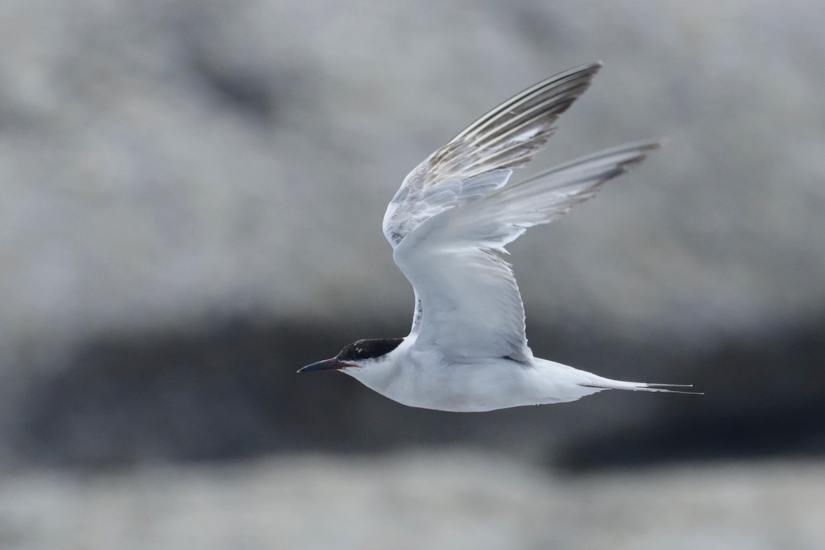 Common Tern - ML610633877