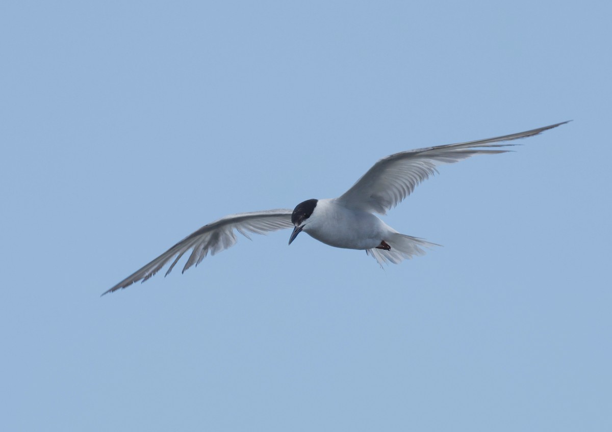 Common Tern - ML610633878