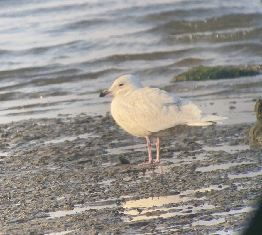 Iceland Gull (kumlieni/glaucoides) - ML610633899