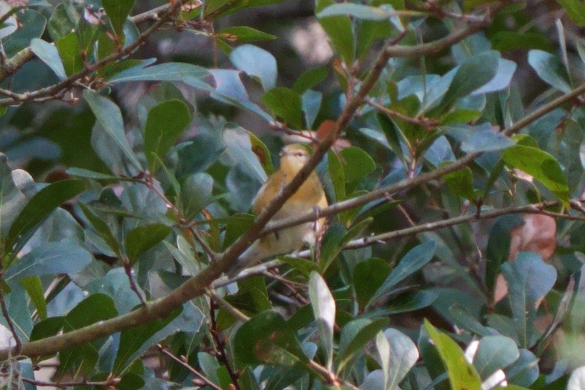 lesňáček olivový - ML610633922