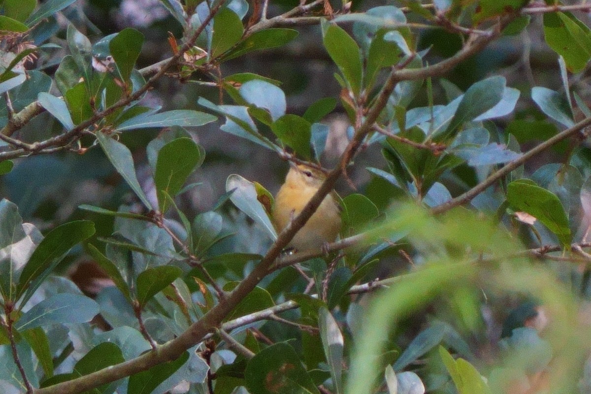 lesňáček olivový - ML610633926