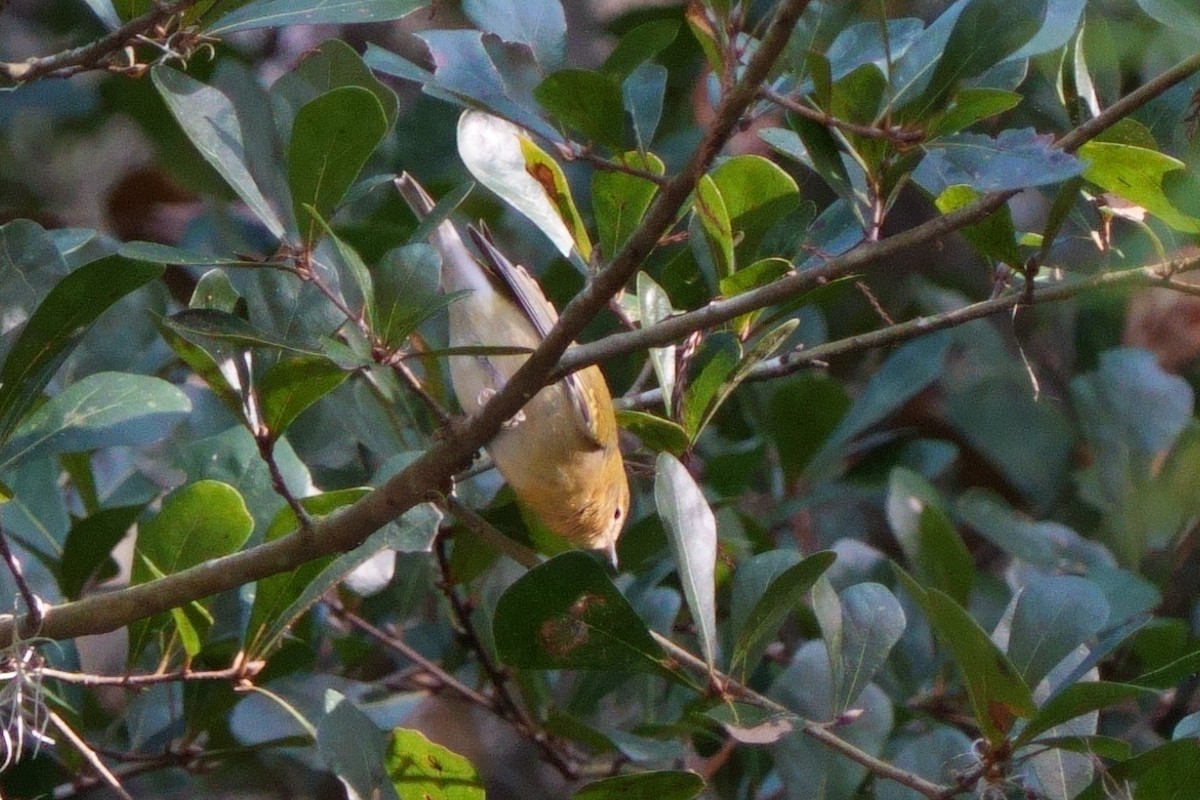 lesňáček olivový - ML610633927