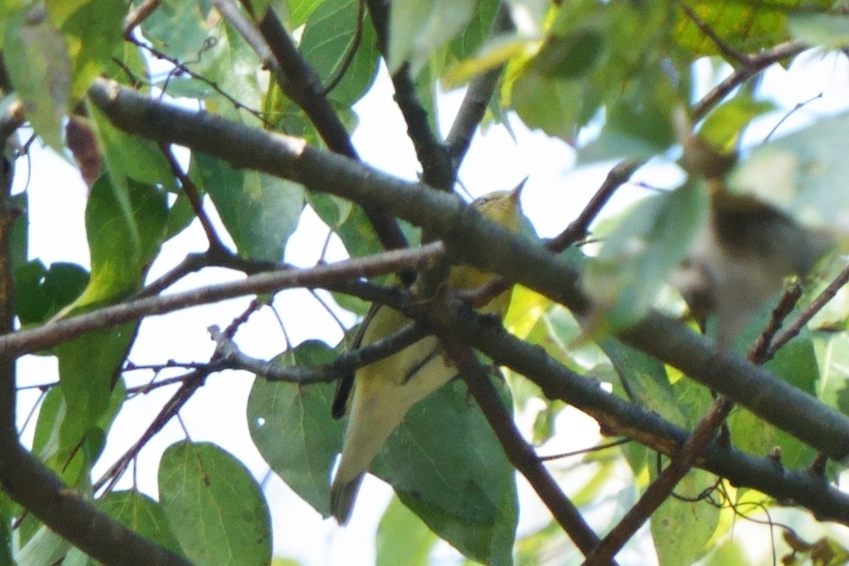 lesňáček olivový - ML610633928