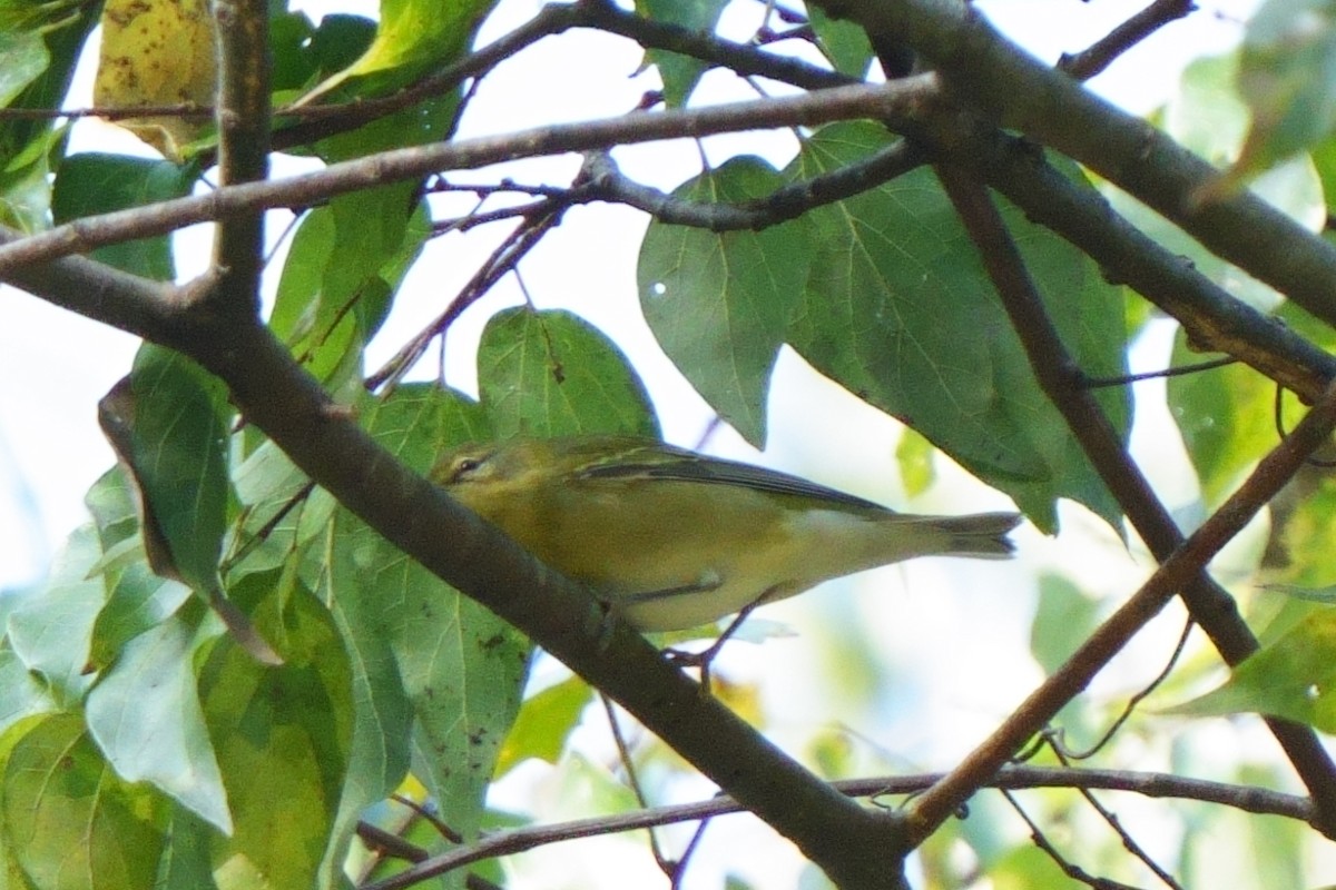 lesňáček olivový - ML610633929