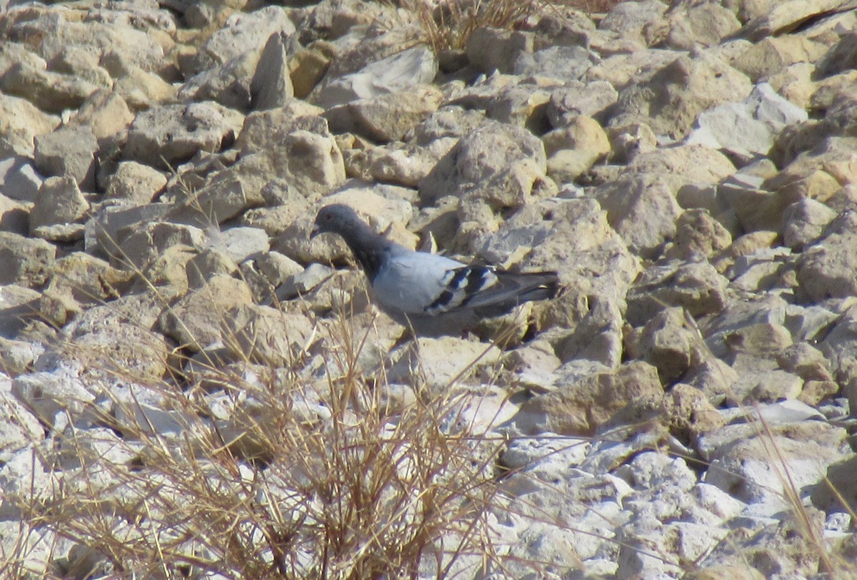 Rock Pigeon (Feral Pigeon) - ML610633999