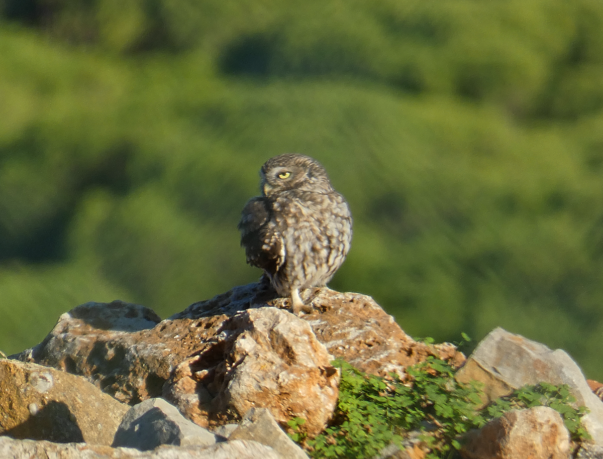 Little Owl - Susana Coelho