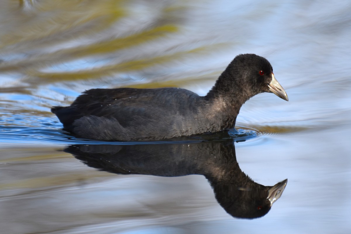 American Coot - Francois Cloutier