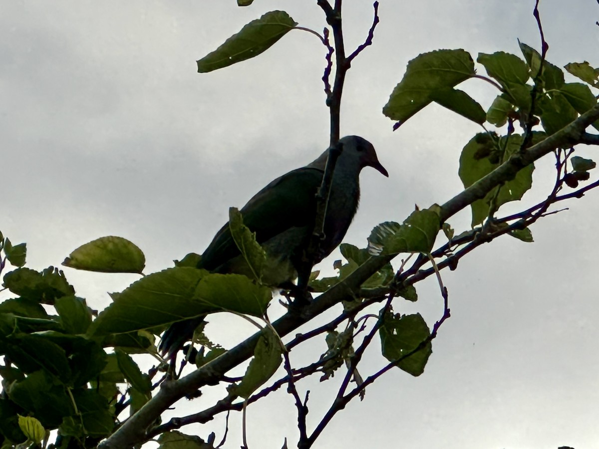 Rapa Fruit-Dove - ML610634204