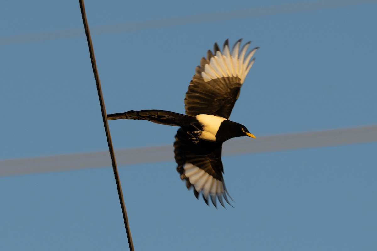 Yellow-billed Magpie - ML610634279