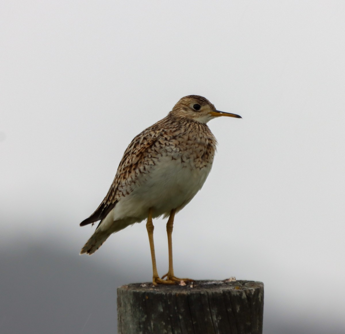 Upland Sandpiper - ML610634282