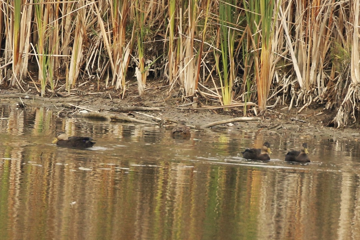 American Black Duck - ML610634343