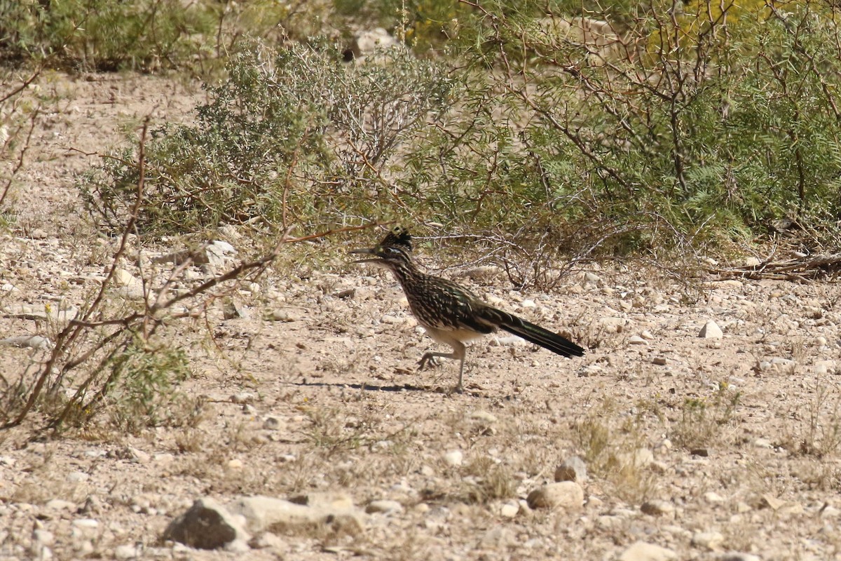 Greater Roadrunner - Dan Orr