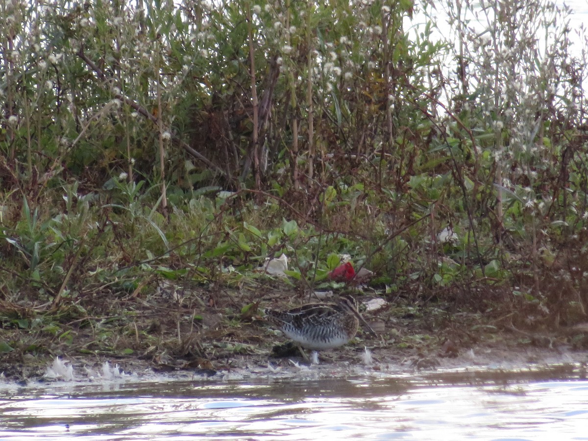 Wilson's Snipe - ML610634443