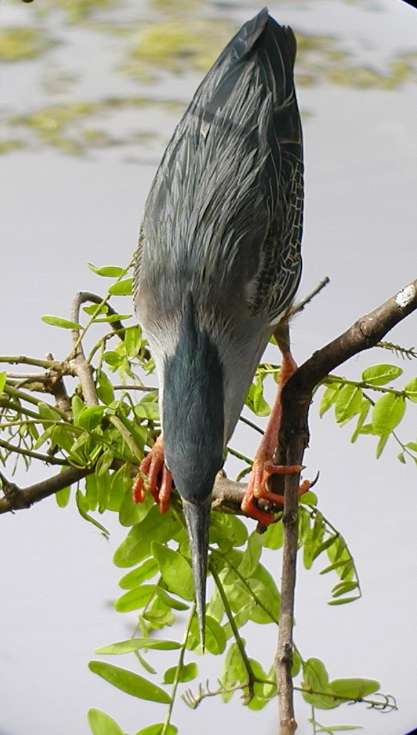 Striated Heron - ML610634462