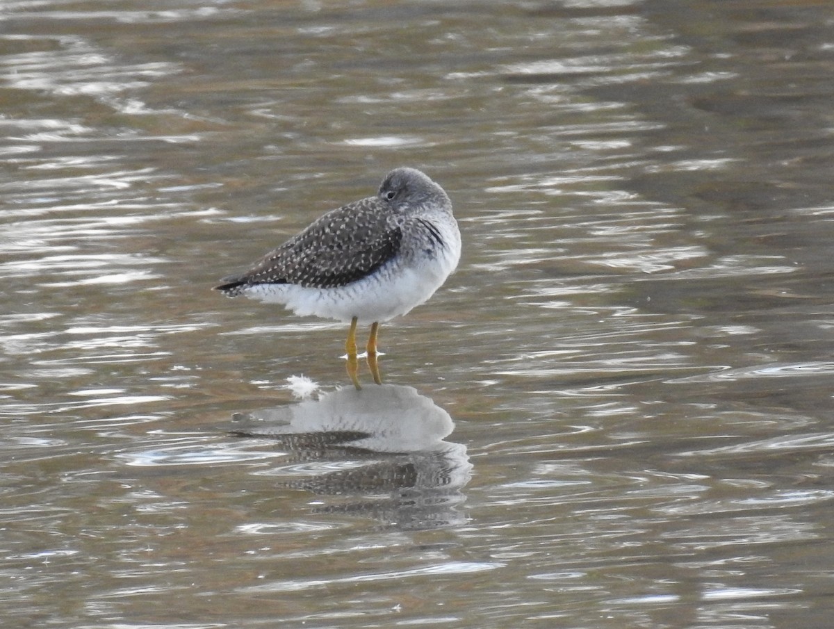 Greater Yellowlegs - ML610634467