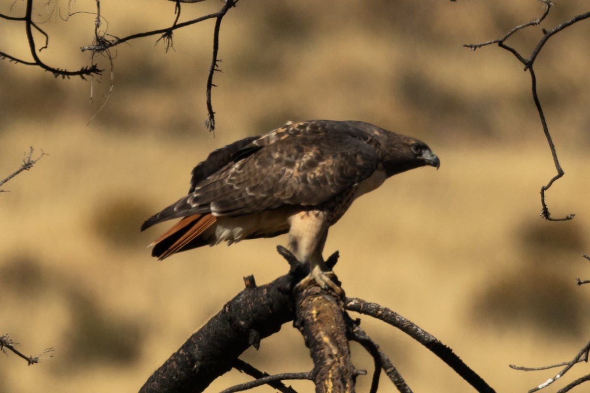 Red-tailed Hawk - ML610634496
