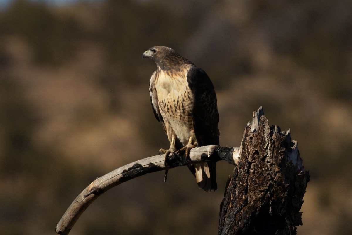 Red-tailed Hawk - ML610634497