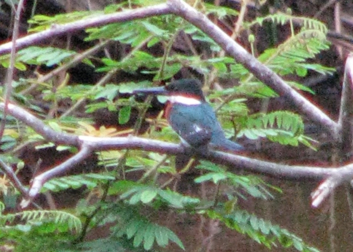 Green Kingfisher - ML610634498