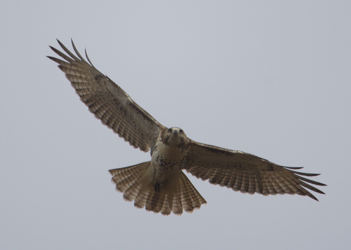 Red-tailed Hawk - ML610634514