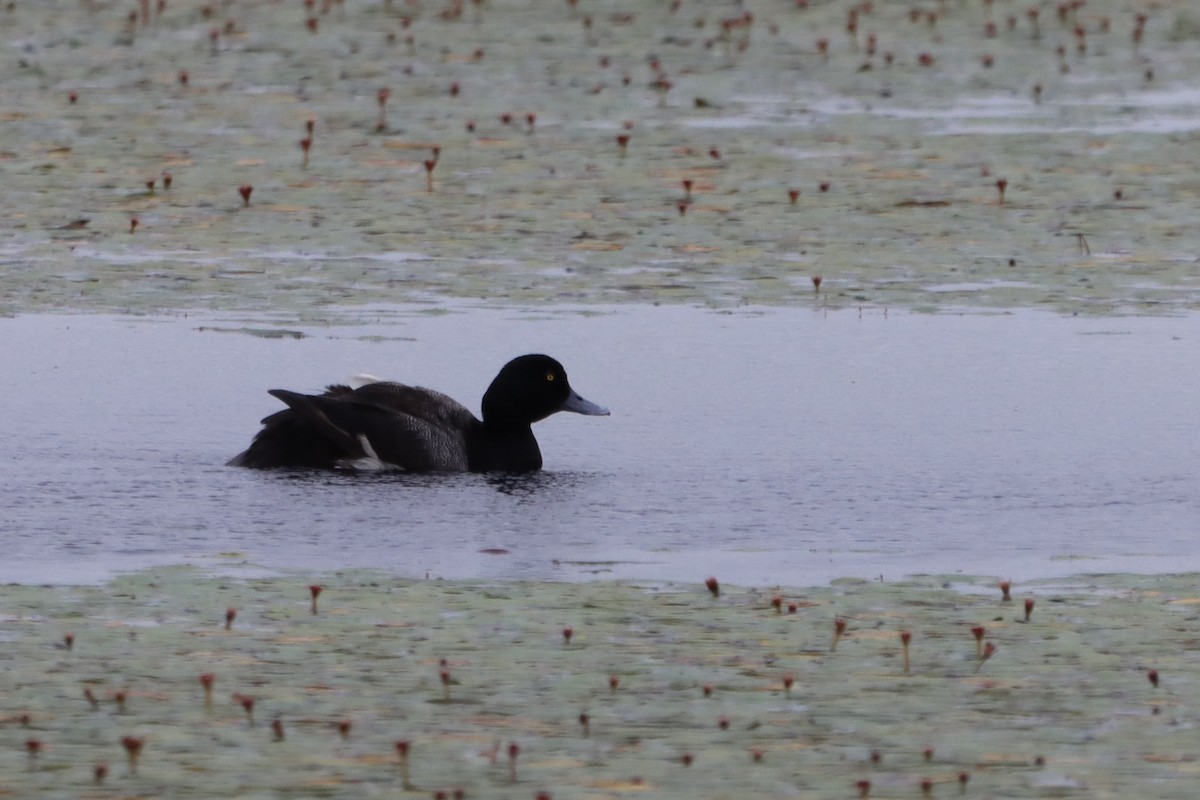Greater Scaup - ML610634587