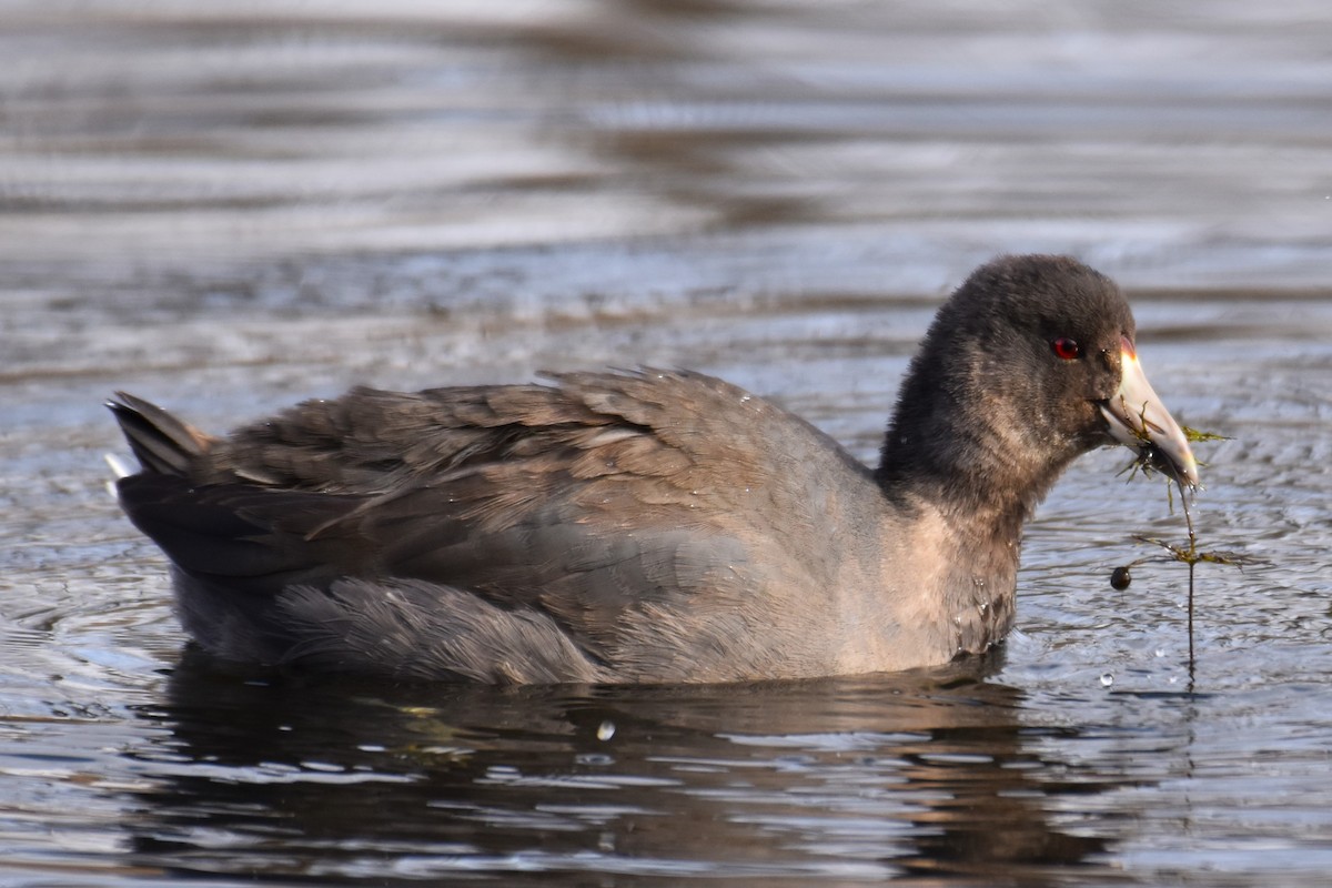 American Coot - ML610634622