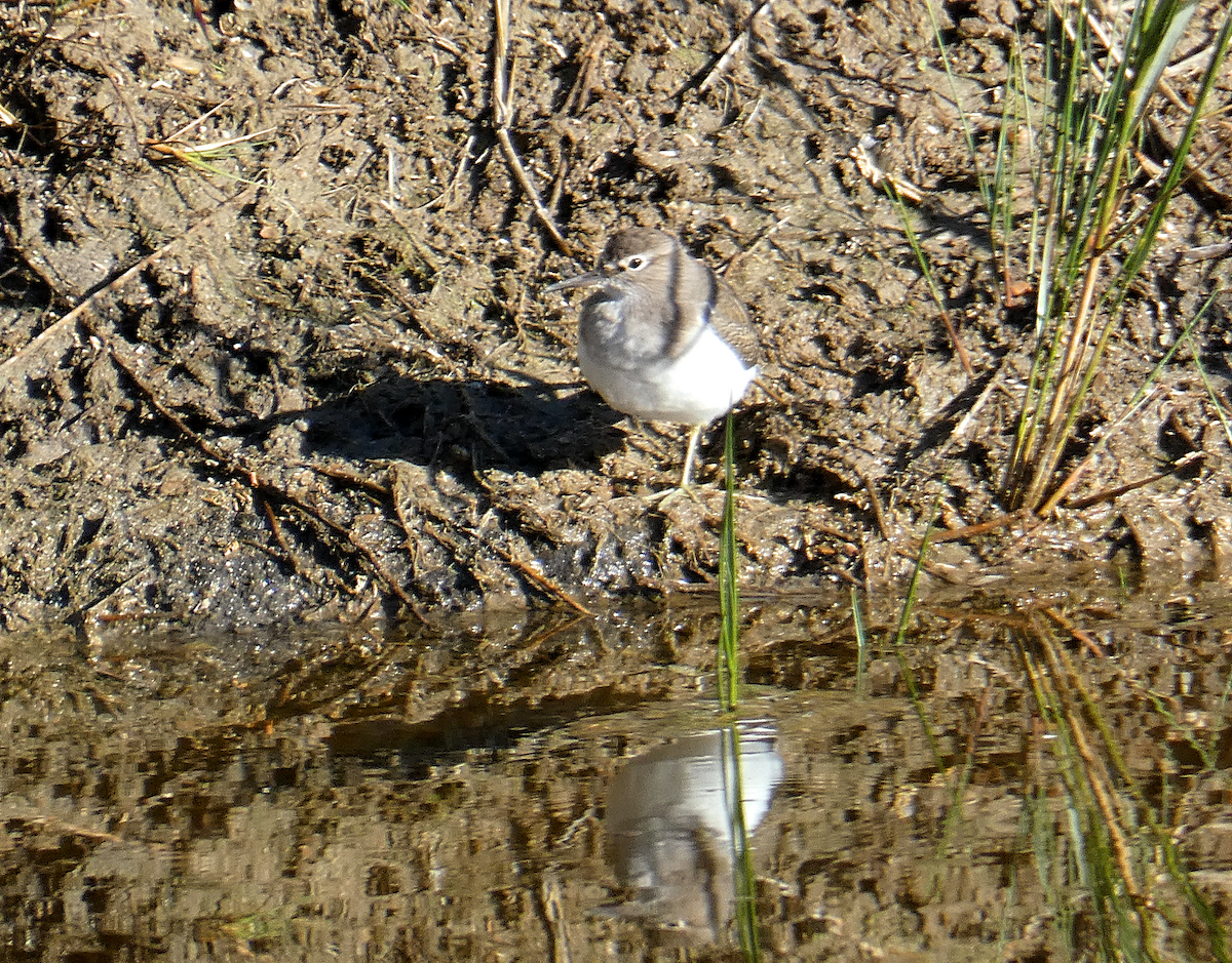 Common Sandpiper - ML610634701