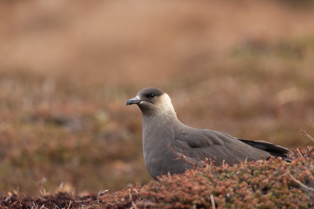 Parasitic Jaeger - ML610634802