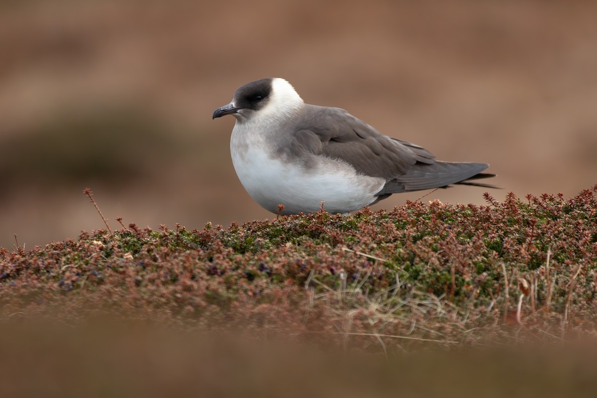 Parasitic Jaeger - ML610634803