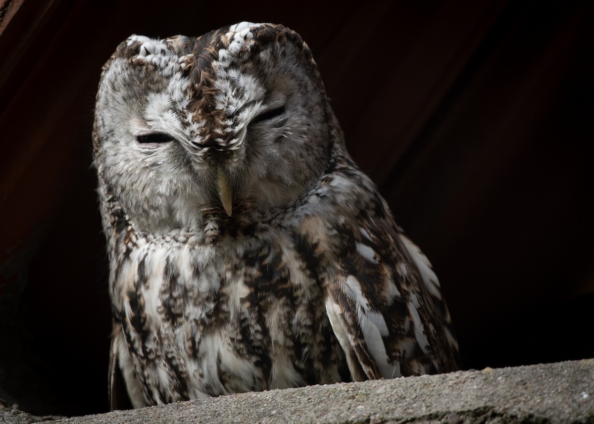 Tawny Owl - ML610634884