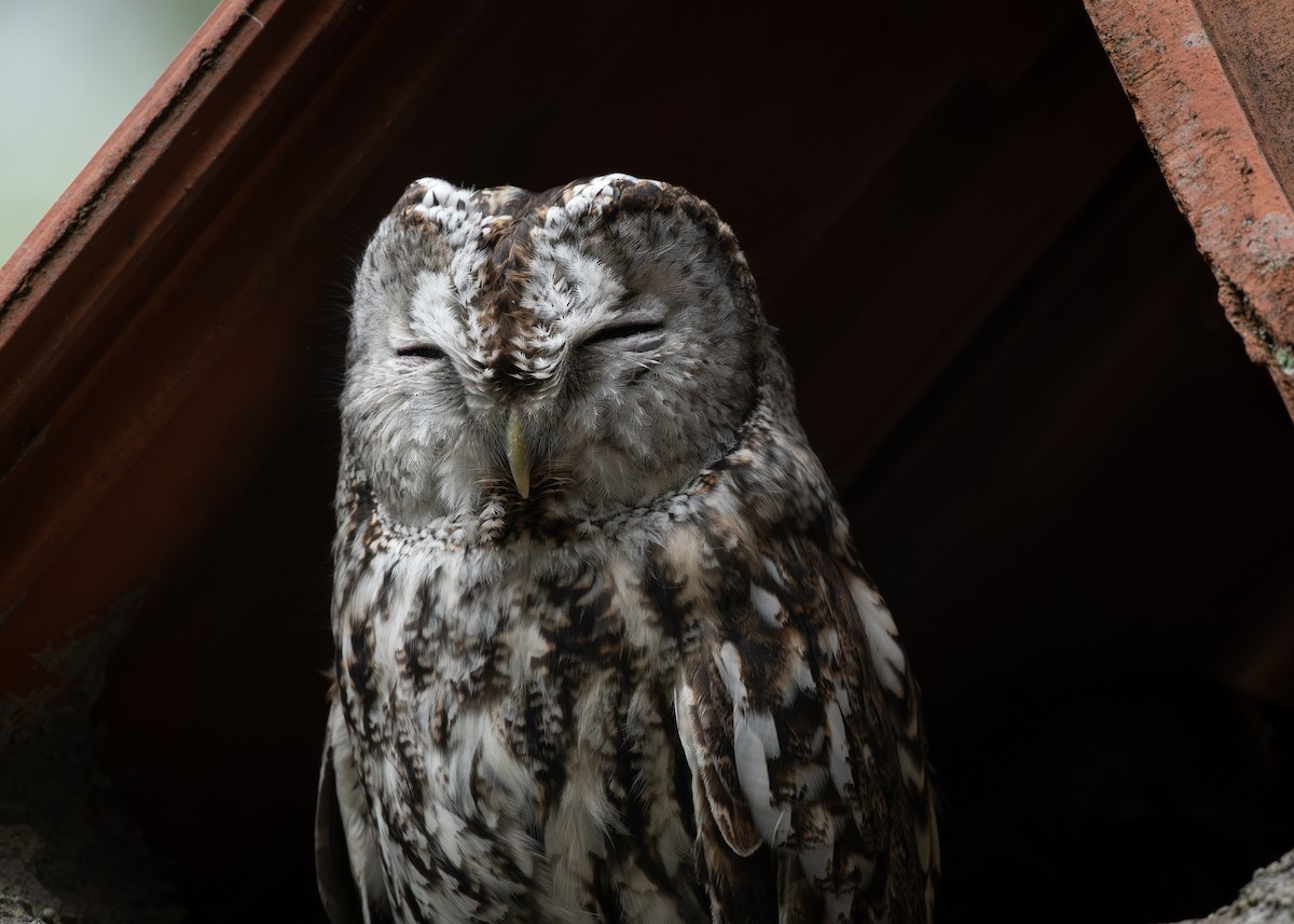 Tawny Owl - Filipe Leitão