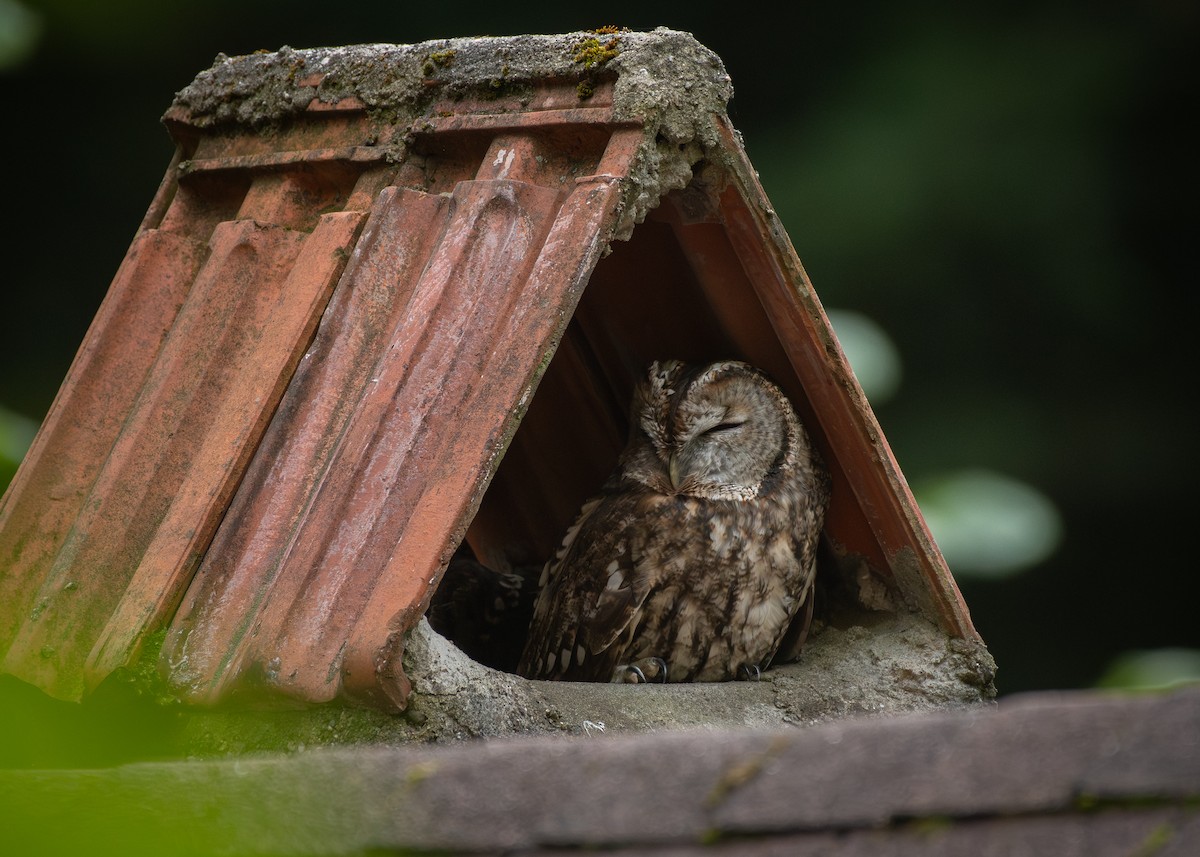 Tawny Owl - ML610634886