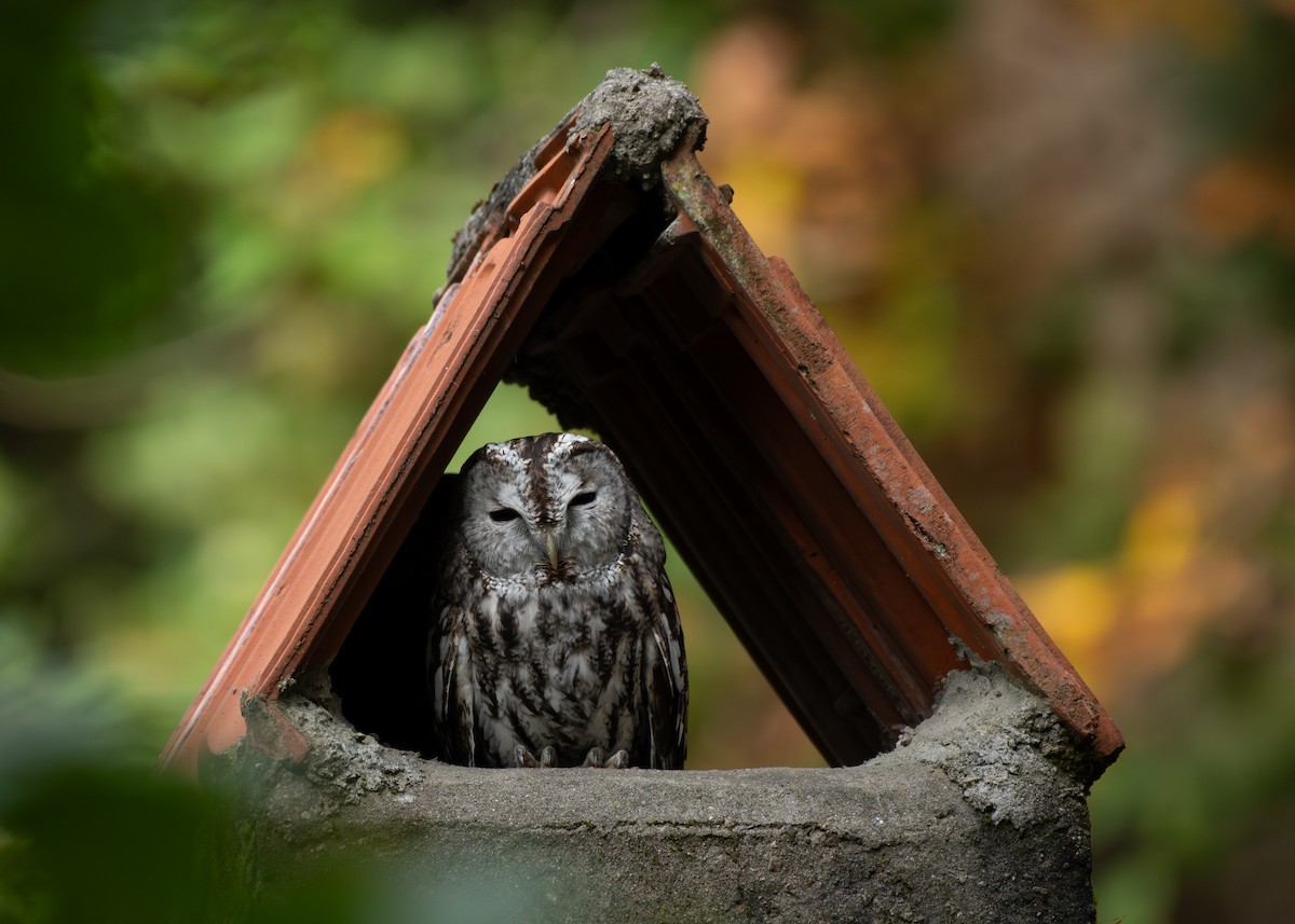 Tawny Owl - ML610634887