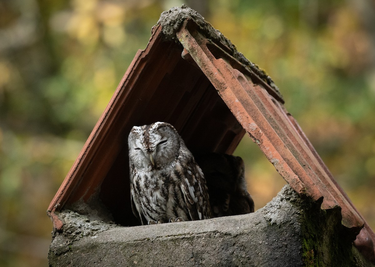 Tawny Owl - ML610634890