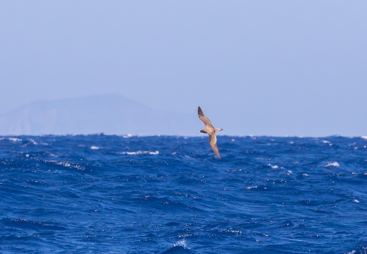 Cory's Shearwater (Scopoli's) - ML610634947