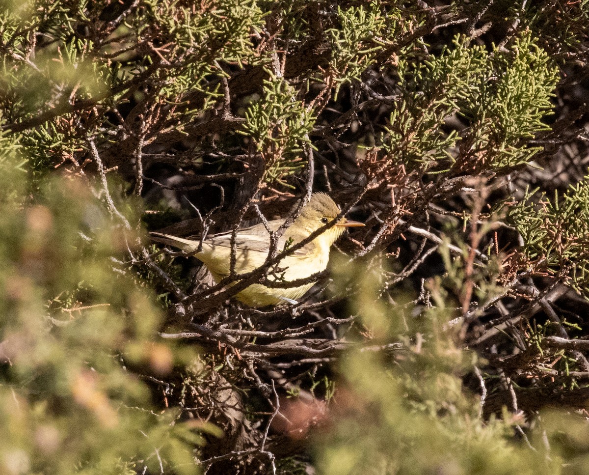 Icterine Warbler - Sam Jones