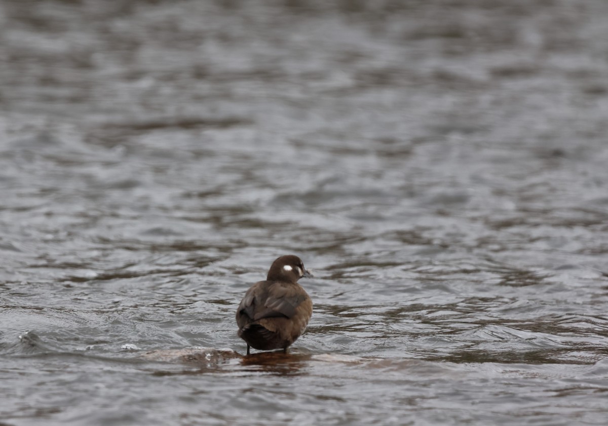 Harlequin Duck - ML610635005