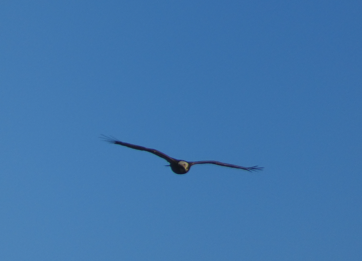 Western Marsh Harrier - Susana Coelho