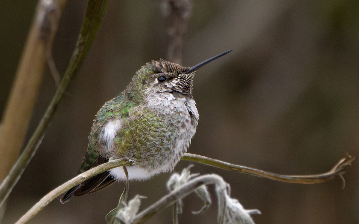 Anna's Hummingbird - Arthur Mercado